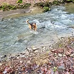 La Maison Du Sabotier * Custinne