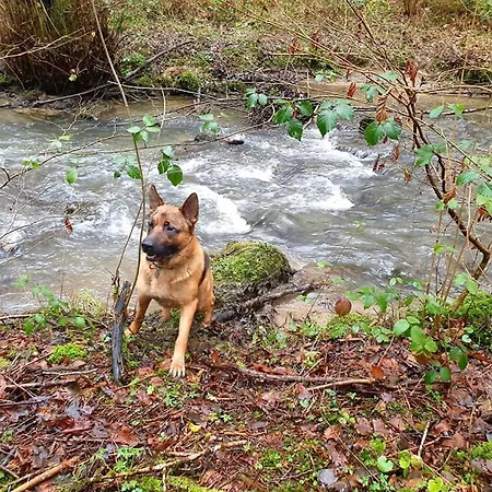 Lejlighed La Maison Du Sabotier Custinne