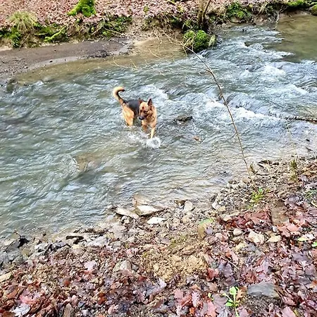 La Maison Du Sabotier * Custinne