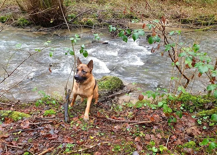 Apartmán La Maison Du Sabotier Custinne