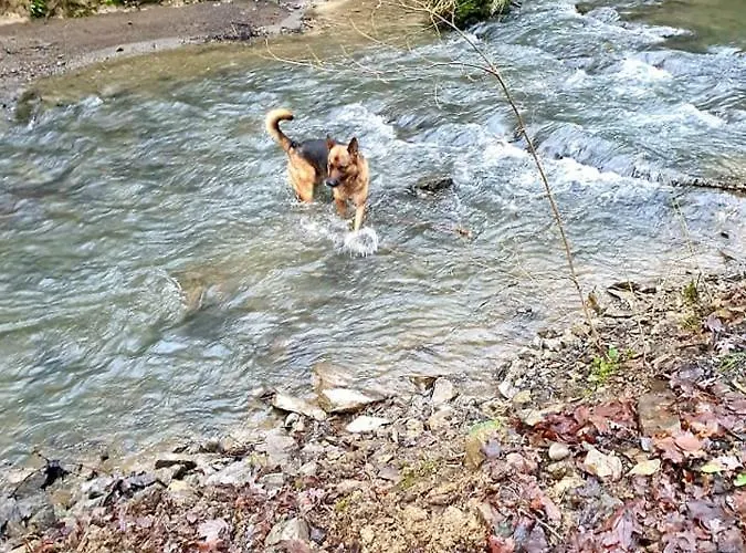 La Maison Du Sabotier * Custinne