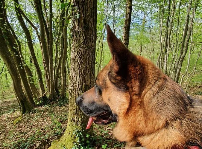 La Maison Du Sabotier *